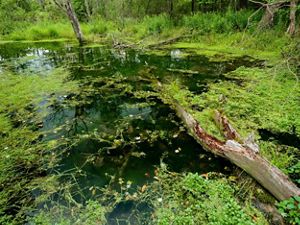 Looking down into the water of a swamp.