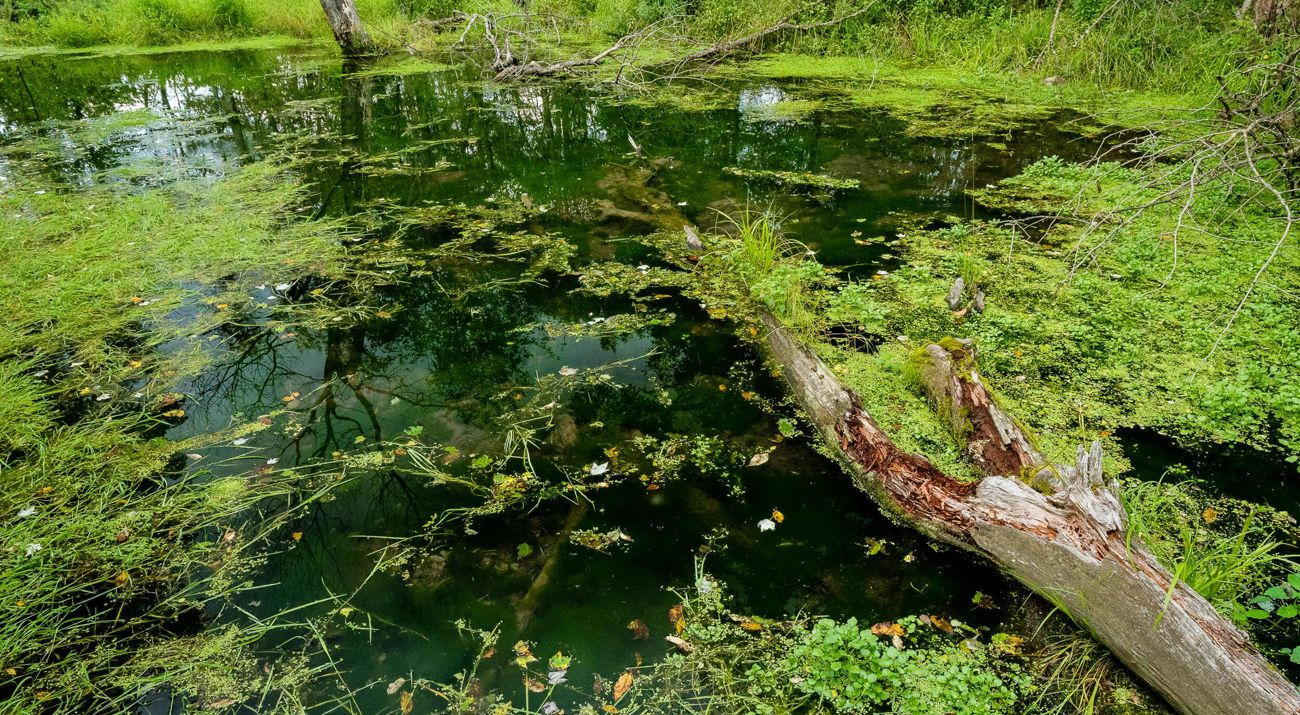 Looking down into the water of a swamp.