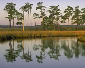 Maryland wetlands