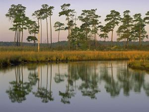 Maryland wetlands