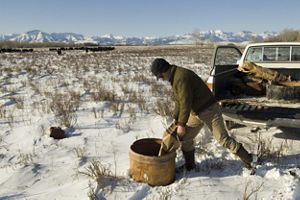A man pours cattle feed behind a pickup truck in a snowy field with snowcapped mountains in the distance.