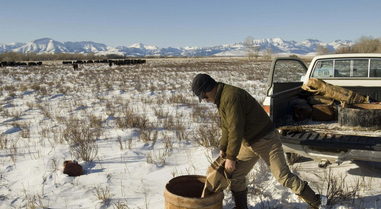 A man pours cattle feed behind a pickup truck in a snowy field with snowcapped mountains in the distance.