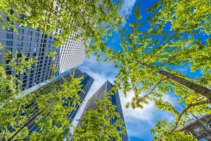Looking up through trees at tall buildings in a city.
