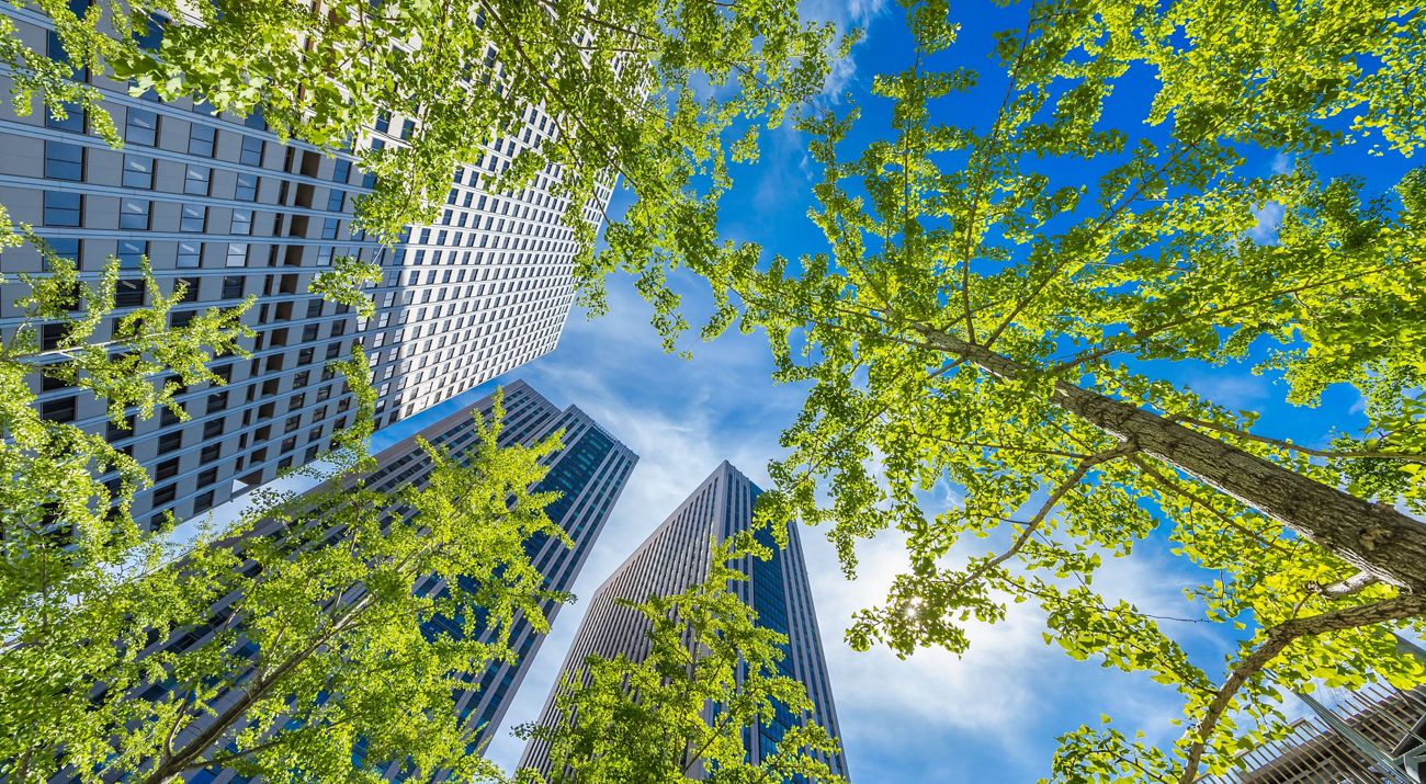 Looking up through trees at tall buildings in a city.