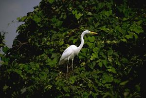 White egret standing among leaves.