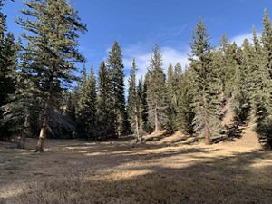 Meadow surrounded by dense forest.