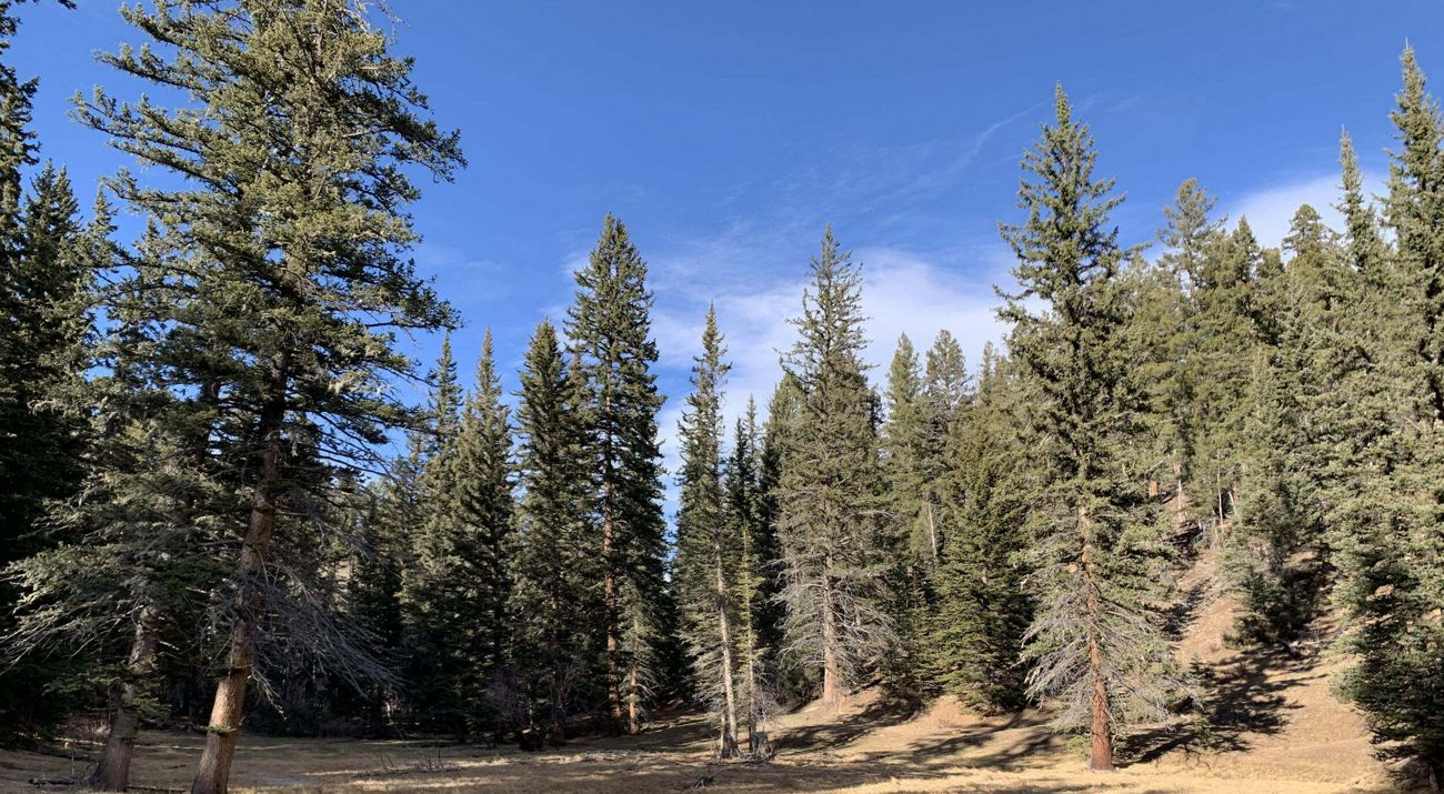 Meadow surrounded by dense forest.