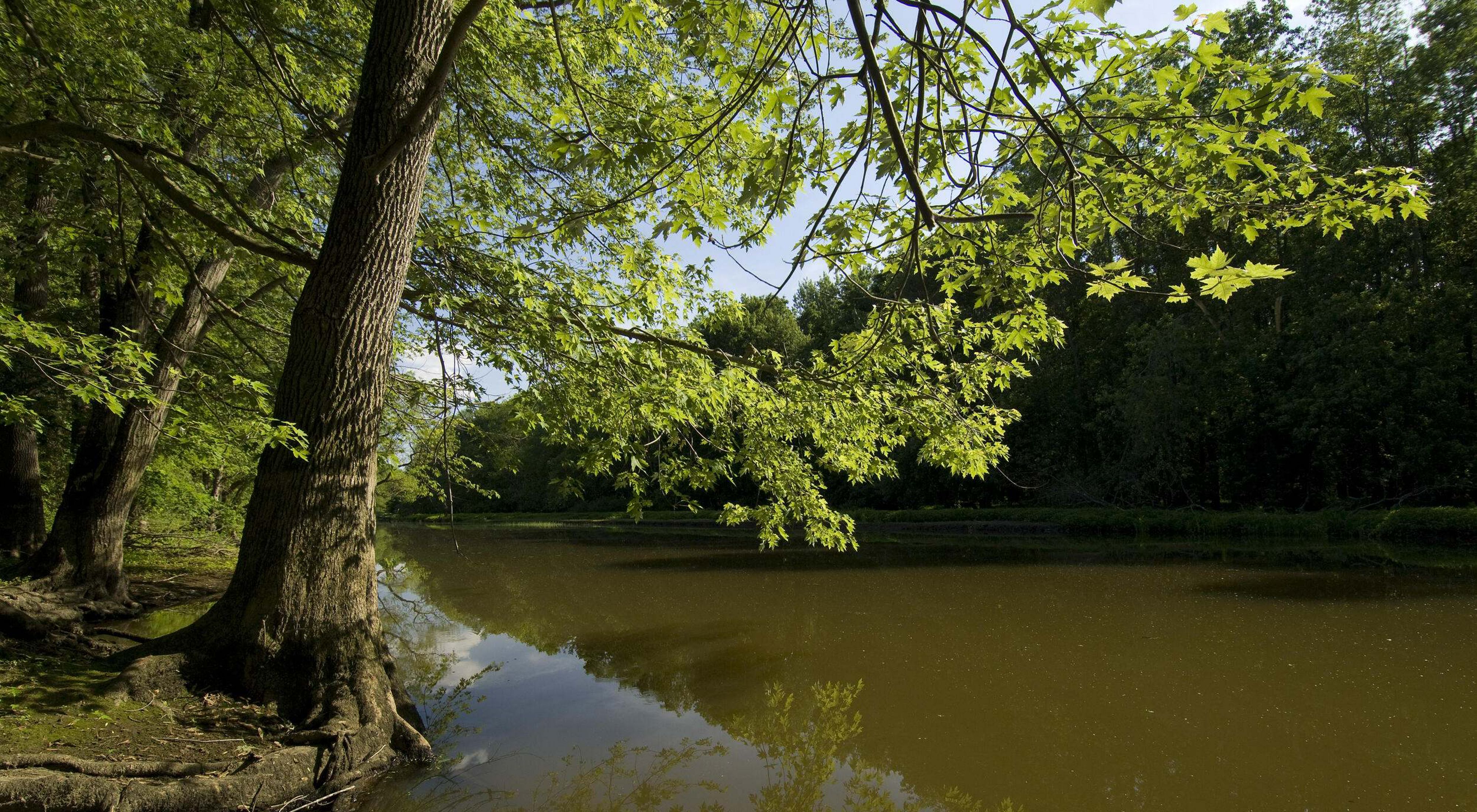 Trees with leafy branches situated alongside a slow-moving river.
