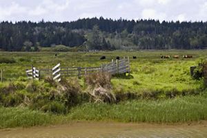 Cattle grazing in a field with forest in the background.