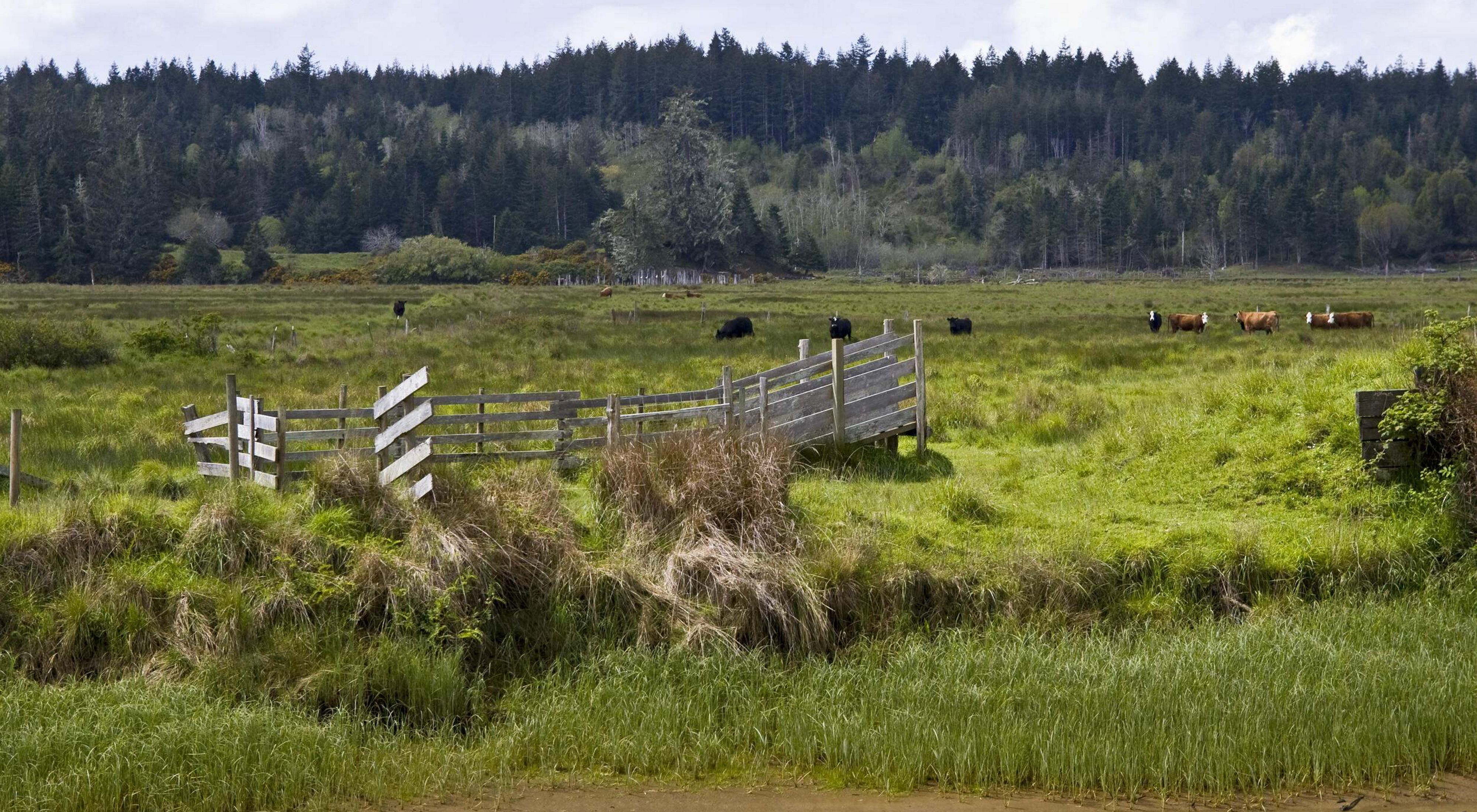 Cattle grazing in a field with forest in the background.