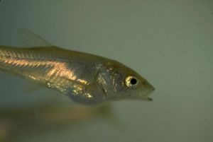 Close-up of fish in hazy water.
