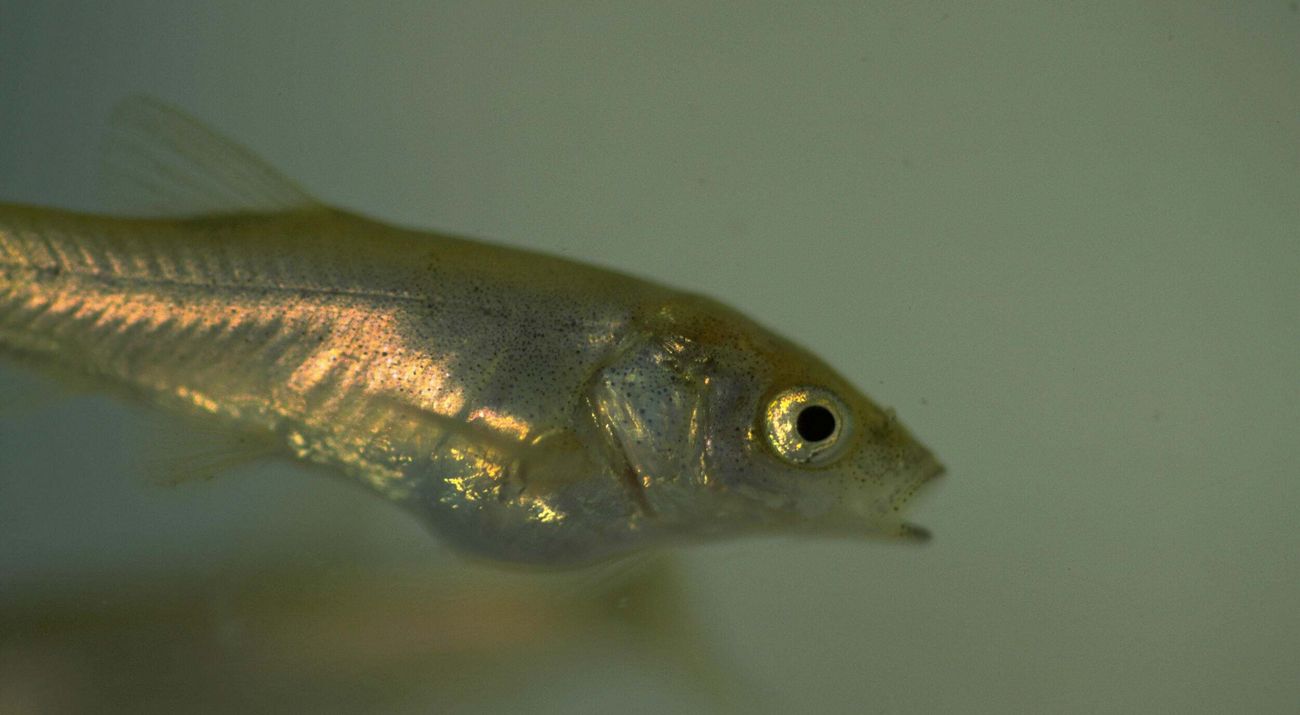 Close-up of fish in hazy water.