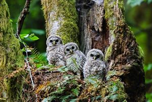 Three owls perched on a moss-covered tree.