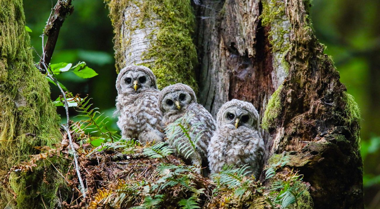 Three owls perched on a moss-covered tree.