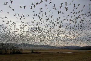 Large flock of snow geese taking flight over a field.