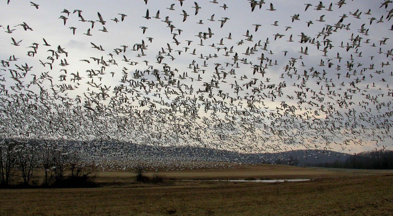 Large flock of snow geese taking flight over a field.