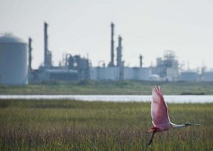A pink bird flies over a wetland with a factory in the background.