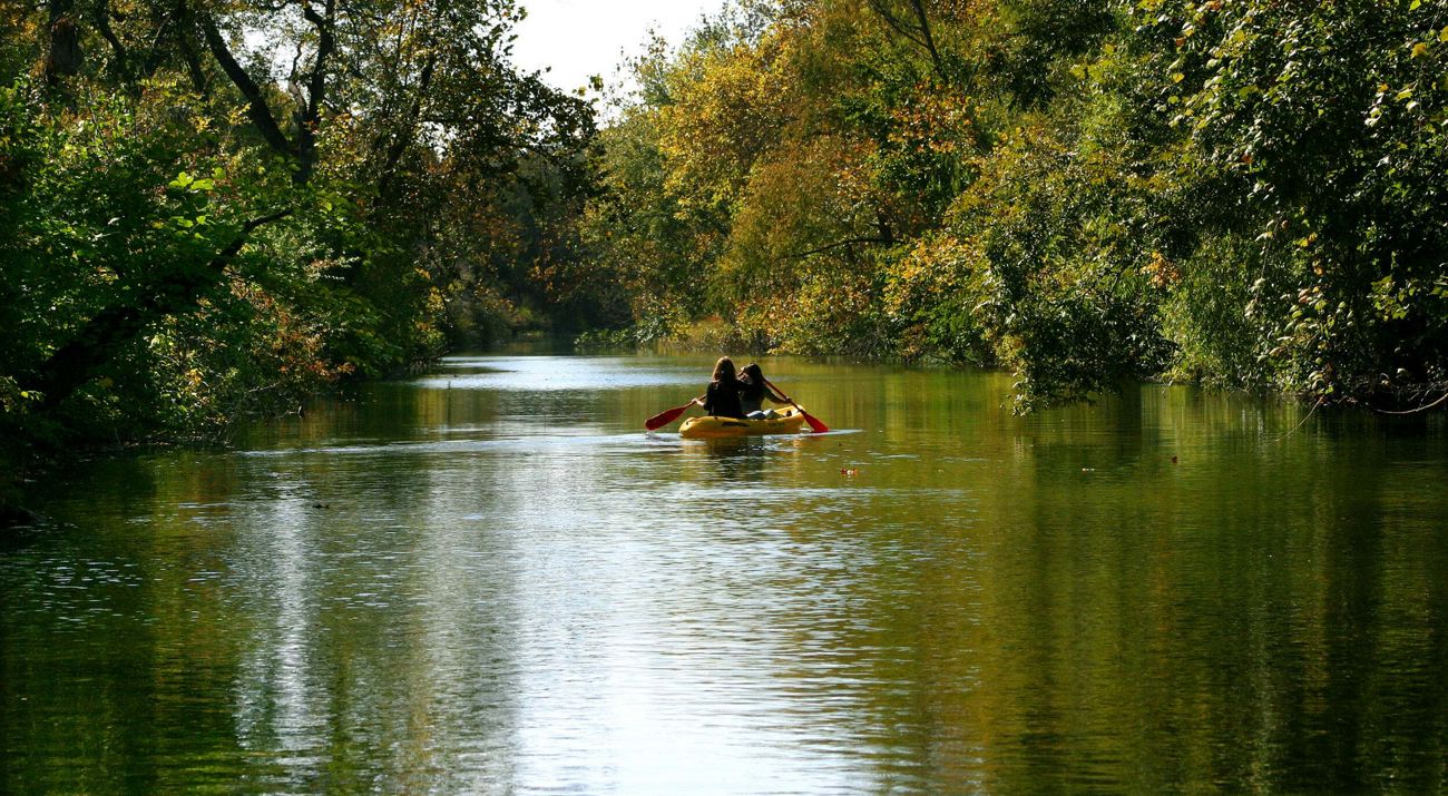 Two people kayak in a calm river lined by trees.