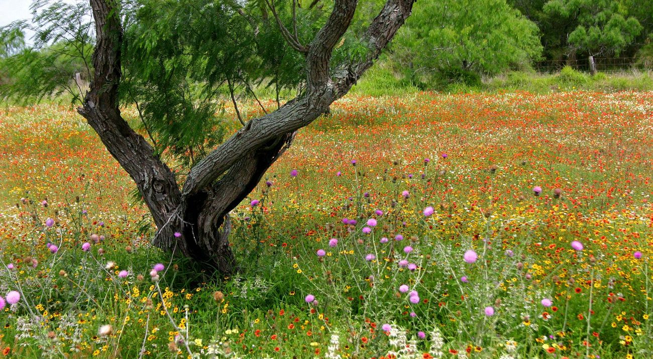 A single tree in a field covered with dazzling wildflowers.
