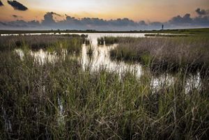 Wetland grasses in the foreground with a larger body of water in the distance.