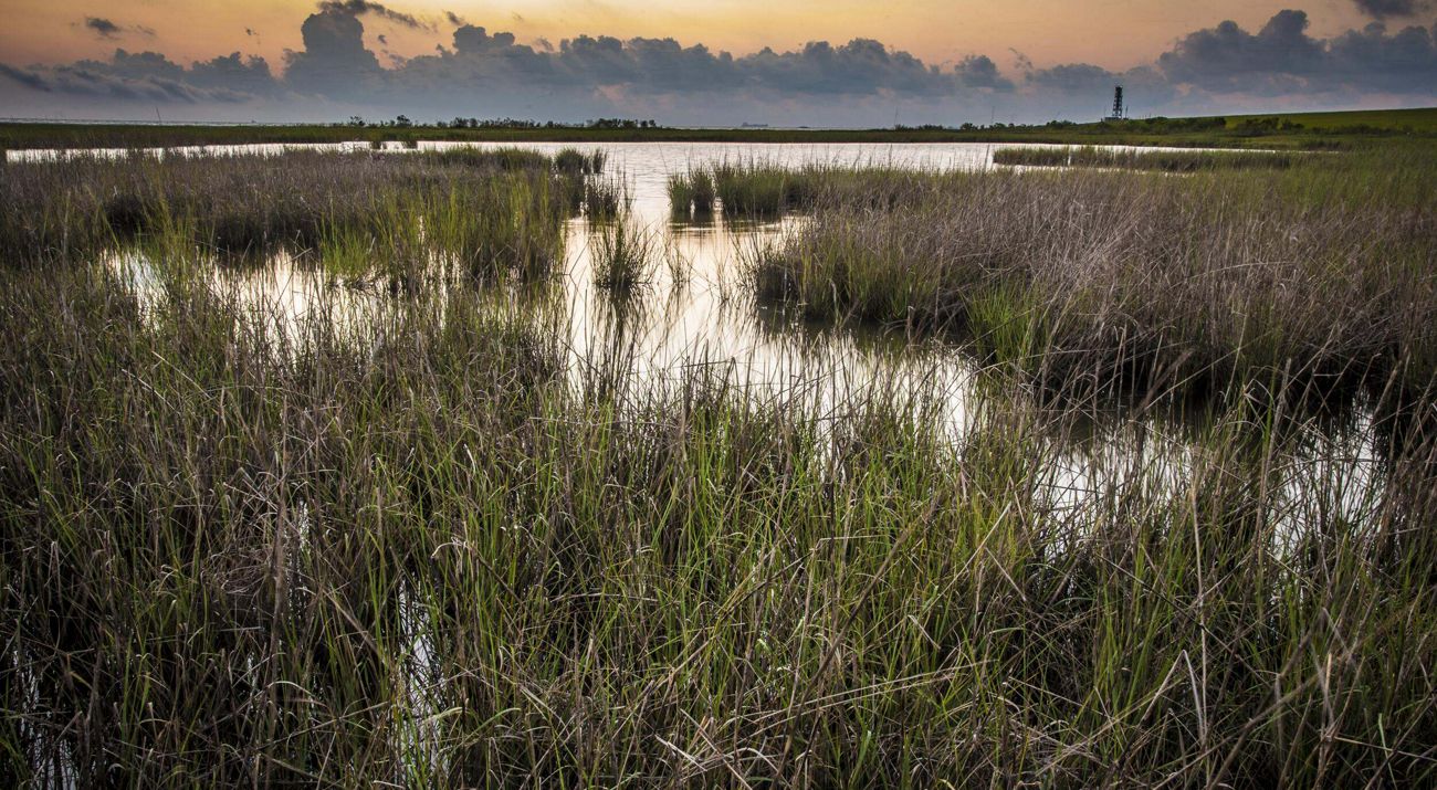 Wetland grasses in the foreground with a larger body of water in the distance.
