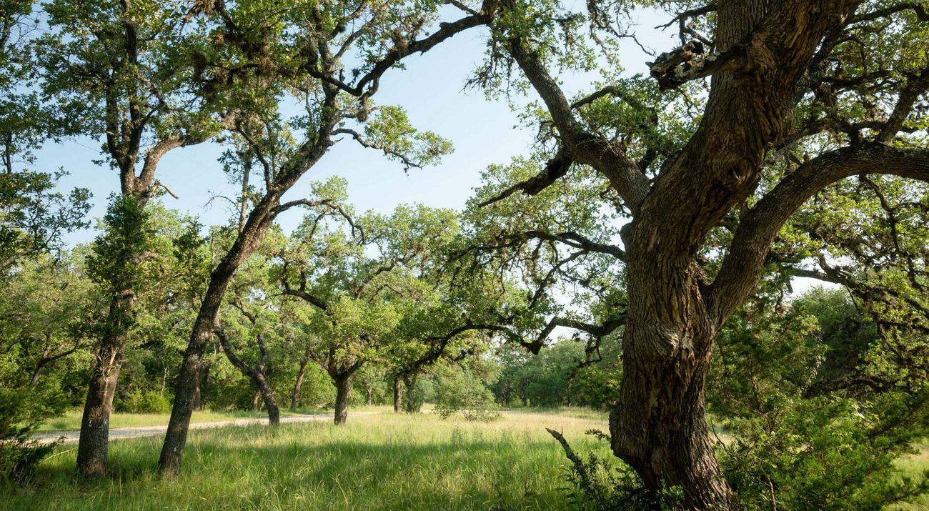 A meadow framed by extensive groves of trees in summer.