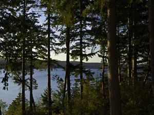 Looking through the trees of an evergreen forest toward a bay.