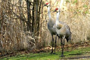 Two large white birds with red-spotted heads stand side by side.