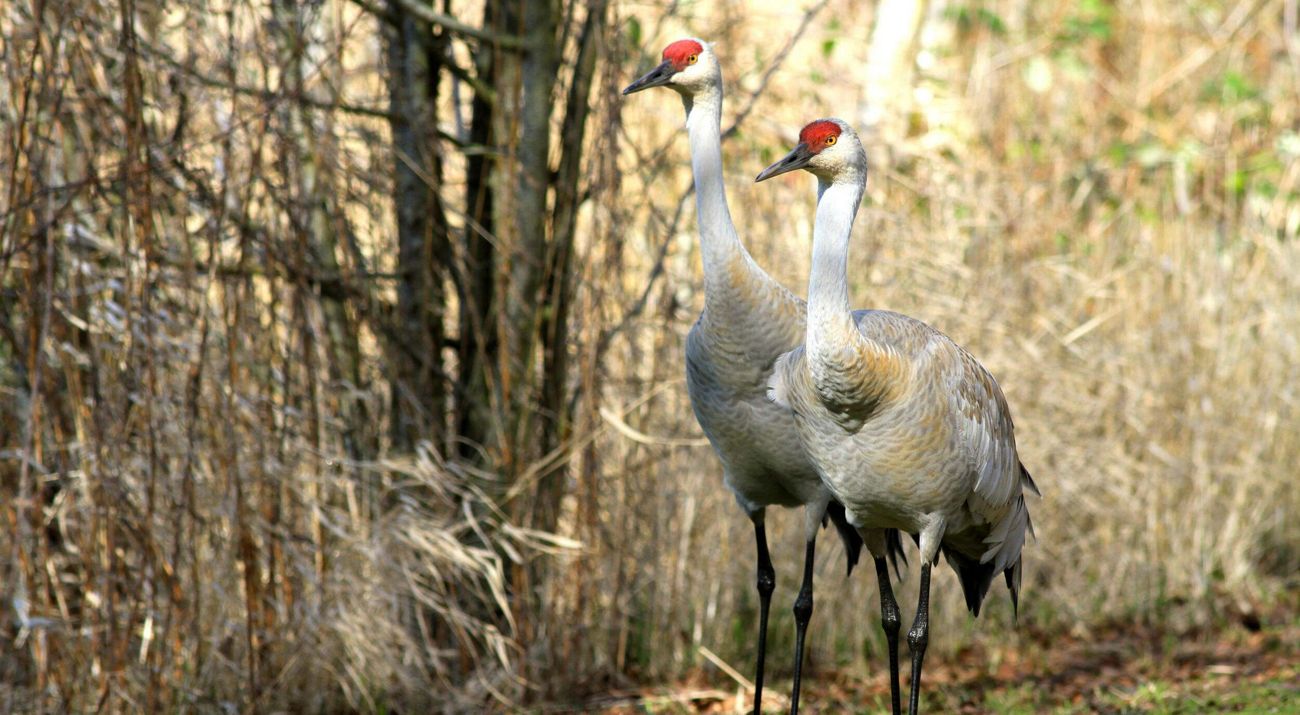 Two large white birds with red-spotted heads stand side by side.
