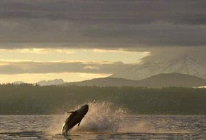 Whale breaching in a bay with snowcapped mountains partially shrouded in clouds in the background.