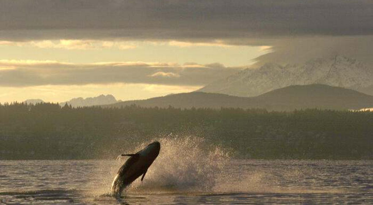 Whale breaching in a bay with snowcapped mountains partially shrouded in clouds in the background.
