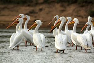 White pelicans wading in a body of water.