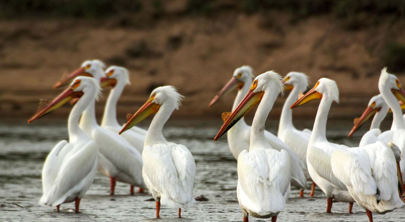 A group of white pelicans with long beaks are gathered in the waters of a river.