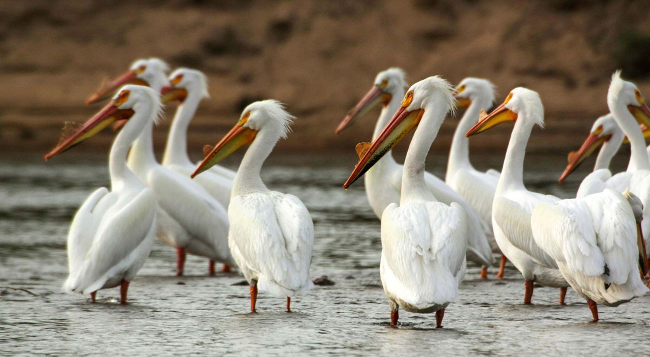 White pelicans wading in a body of water.