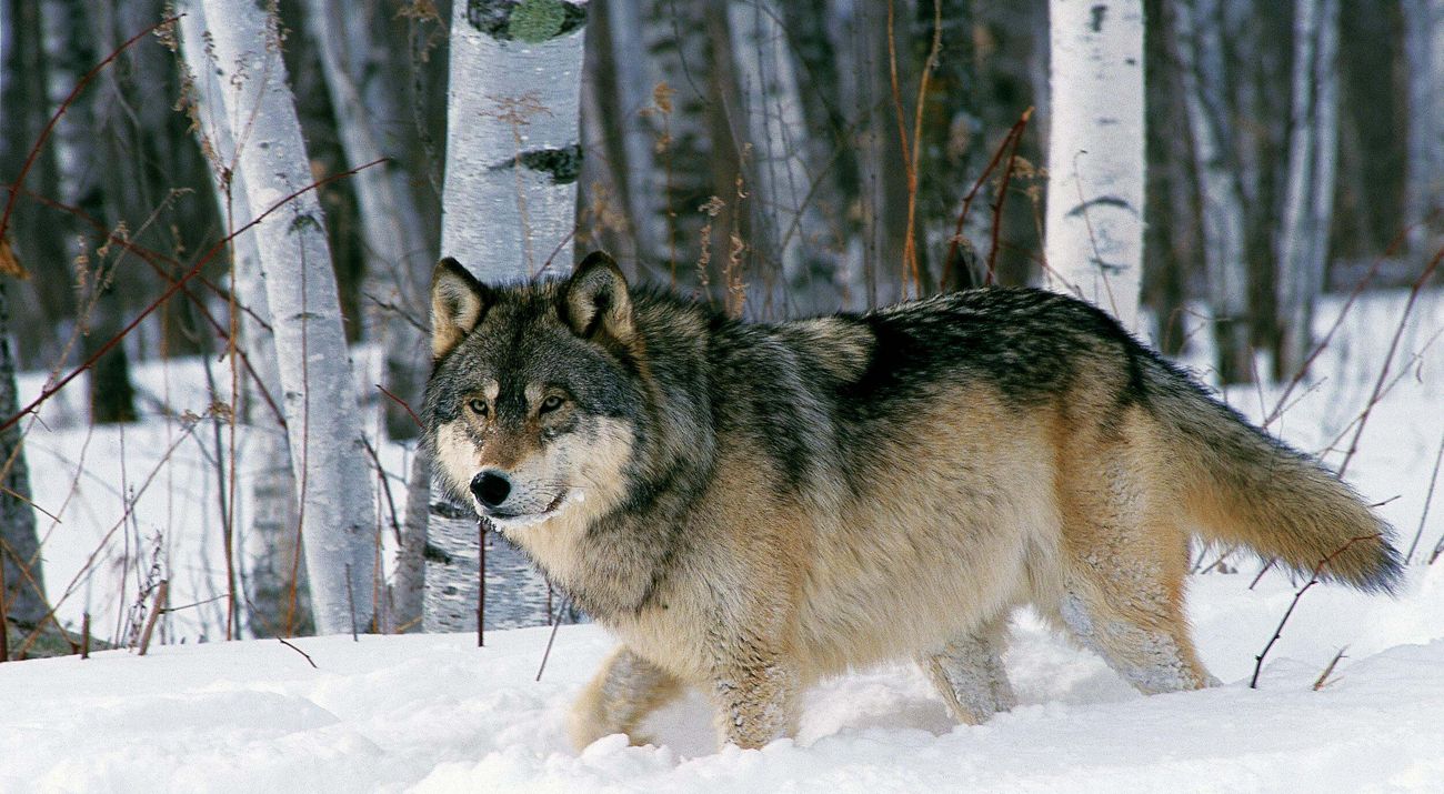 A wolf walking through snow in a forest.