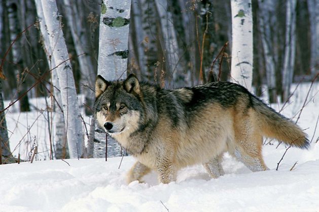 A grey wolf walking through snow in a forest.