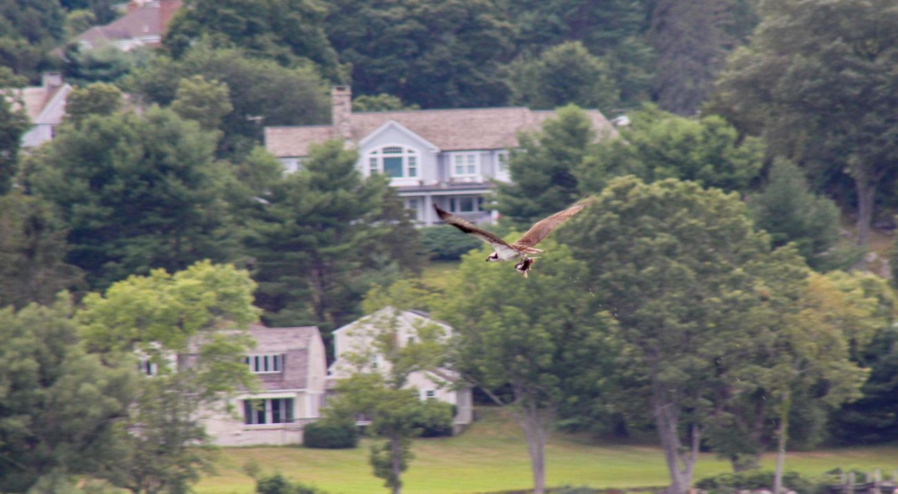 Bird flying in the foreground with homes on a hillside in the background.