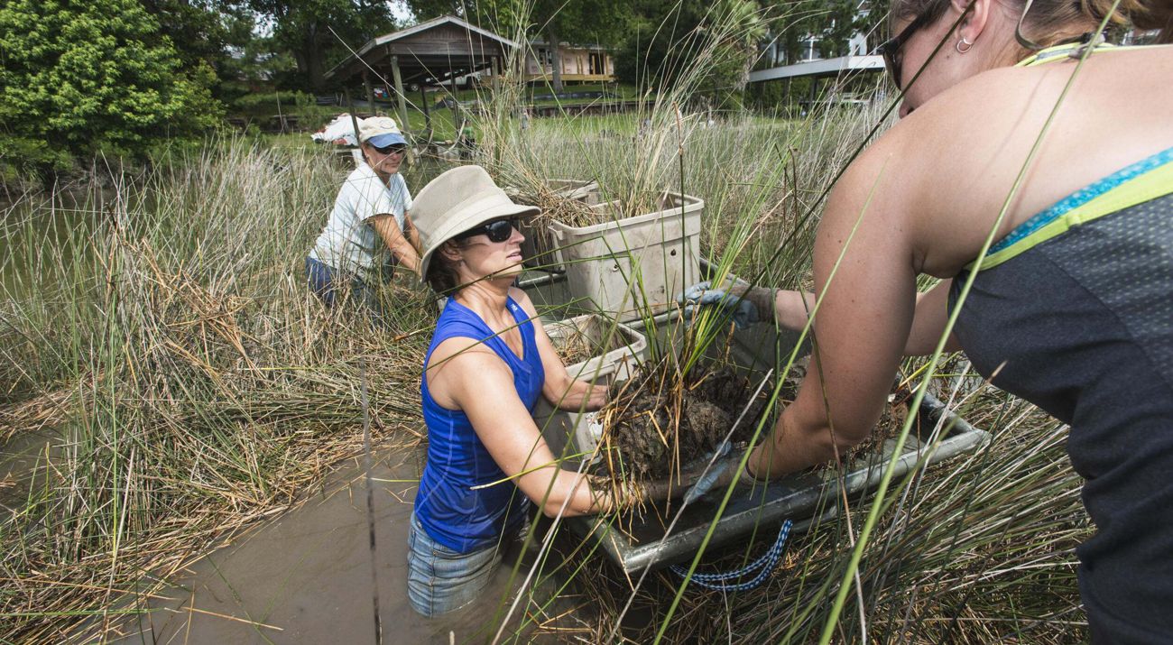 Volunteers work on a restoration project in a wetland.