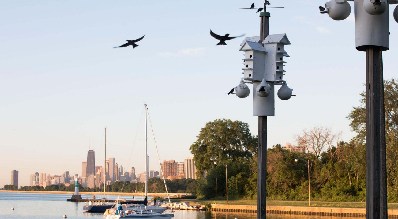 Birds fly toward bird houses on poles along the lakefront with the Chicago skyline in the distance.