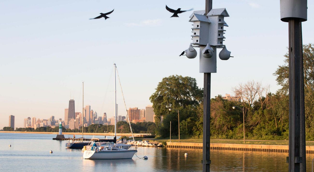 Birds fly toward bird houses on poles along the lakefront with the Chicago skyline in the distance.