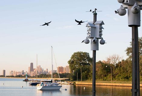 Birds fly toward bird houses on poles along the lakefront with the Chicago skyline in the distance.