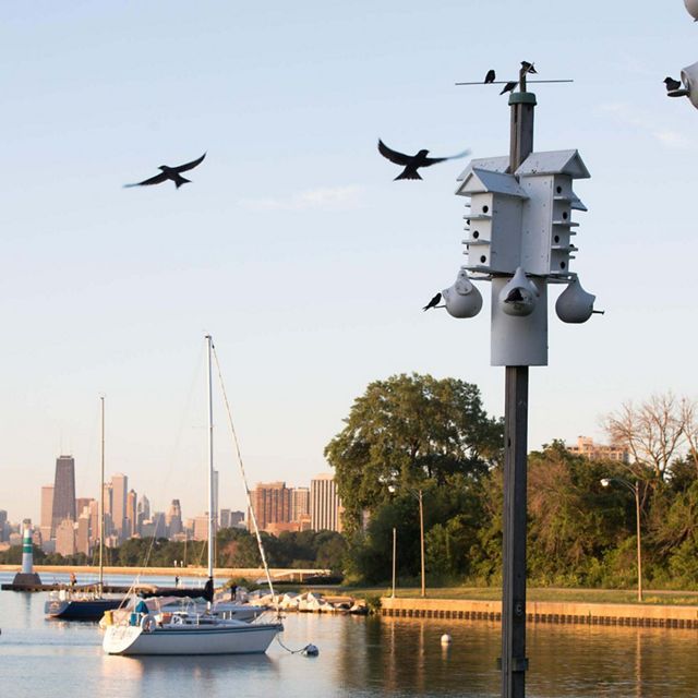 Birds fly toward bird houses on poles along the lakefront with the Chicago skyline in the distance.