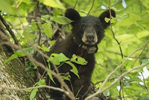 Black bear wearing a tracking collar in a tree framed by green leaves.
