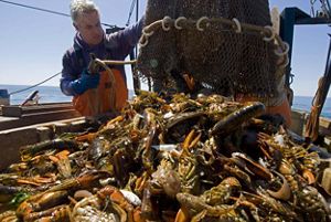 A man aboard a boat opens a net full of lobster.
