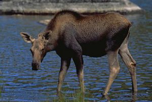 Moose drinking from a pond.
