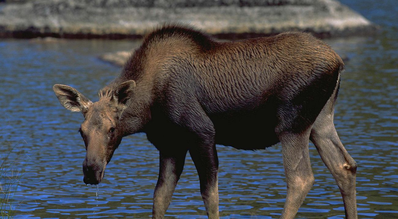 Moose drinking from a pond.