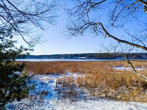 Snowy field in winter with bay in the distance, framed by tree branches.
