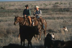 Two men in cowboy hats ride horses in a field.