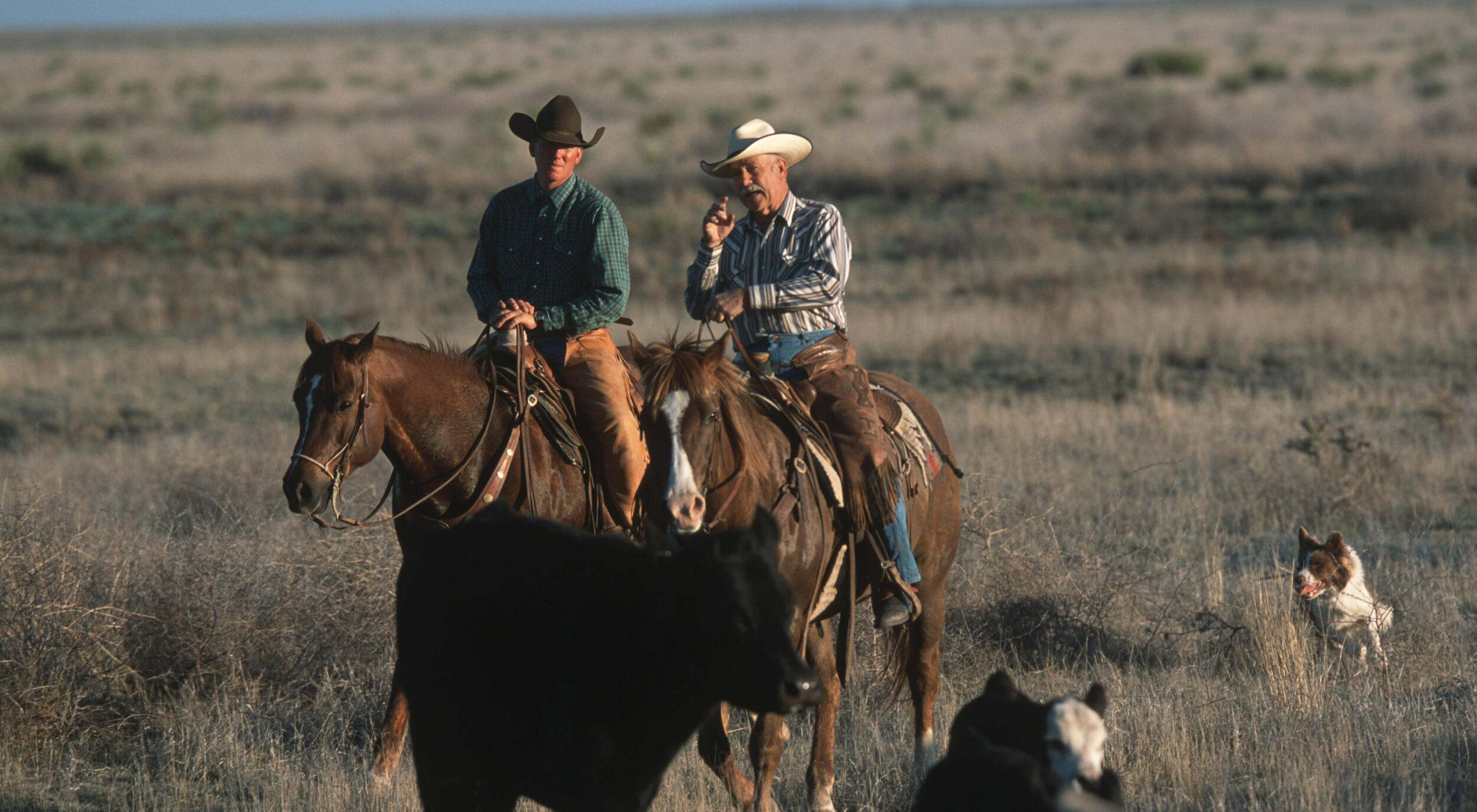 Two men in cowboy hats ride horses in a field.