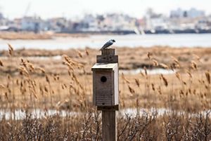 Bird sitting on top of a birdhouse with wetlands, a large body of water, and a cityscape in the background.